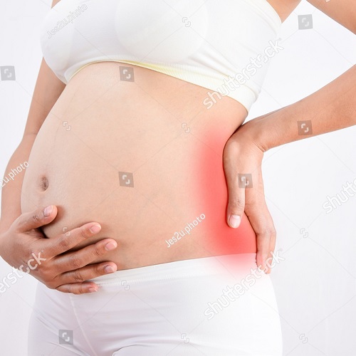 Gravid